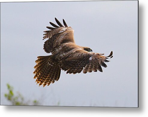 Hawk Metal Print featuring the photograph Red Tail Take Off by Paul Marto