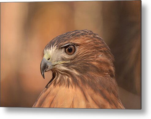 Red-tailed Hawk Metal Print featuring the photograph Red-tailed Hawk by Nancy Landry