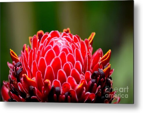 Ginger Metal Print featuring the photograph Red Torch Ginger Flower head from tropics Singapore by Imran Ahmed