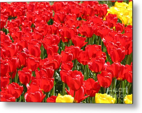 Yellow Metal Print featuring the photograph Red Tulip Field by Tap On Photo
