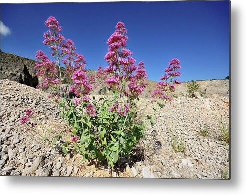 Red Valerian Metal Print featuring the photograph Red Valerian (centranthus Ruber) Flowers by Bruno Petriglia