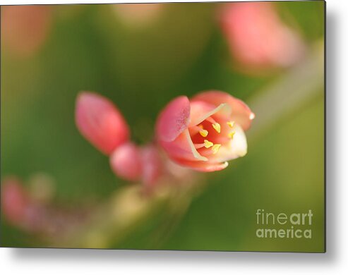Red Yucca Metal Print featuring the photograph Red Yucca Flower by Sherry Davis