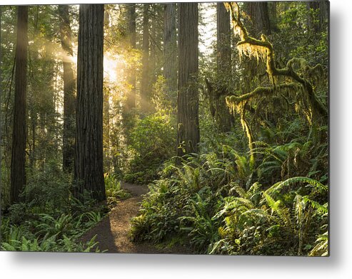 Sequoia Tree Metal Print featuring the photograph Redwood National Park by HadelProductions