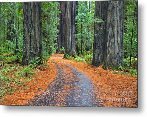 California Metal Print featuring the photograph Redwood Way by Alice Cahill