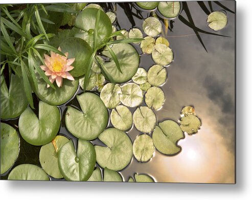 Water Lilies Metal Print featuring the photograph Reflected Light upon Flowering Water Lilies by Jason Politte