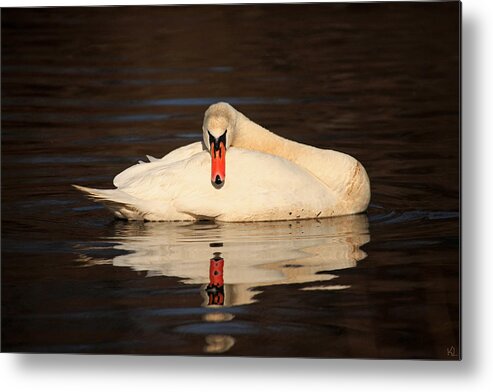 Swan Metal Print featuring the photograph Reflections Of A Swan by Karol Livote