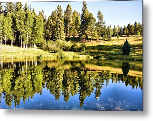 Pond Metal Print featuring the photograph Reflections of Summer by Jacqui Binford-Bell