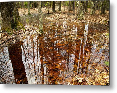 Forest Metal Print featuring the photograph Reflections on a Forest Floor by Mary Lee Dereske