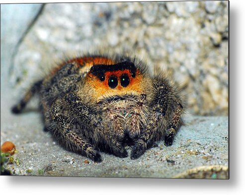 Photograph Metal Print featuring the photograph Regal Jumping Spider by Larah McElroy