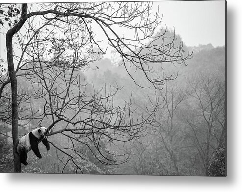 Panda Metal Print featuring the photograph Relax by Alessandro Catta