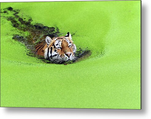 Tiger Metal Print featuring the photograph Relaxation by 