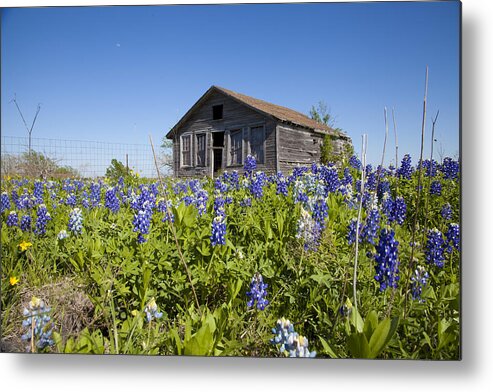 Metal Print featuring the photograph Resting in a Field of Blue by Greg Kopriva