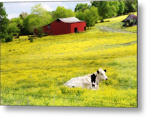 Cow Metal Print featuring the photograph Resting Place by Amy Tyler