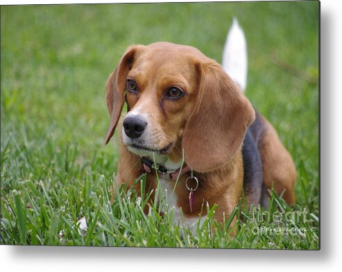 Beagle Metal Print featuring the photograph Resting by Tannis Baldwin