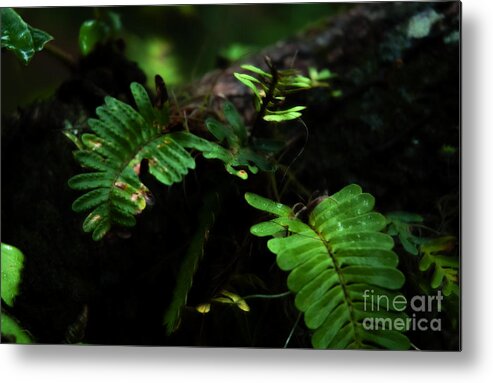 Fern Metal Print featuring the photograph Resurrection by Kathi Shotwell