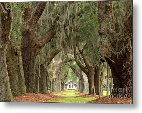 Avenue Of The Oaks Metal Print featuring the photograph Retreat Avenue Of The Oaks by Adam Jewell