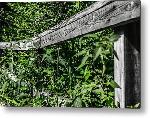 Fence Metal Print featuring the photograph Return to Nature by Rick Bartrand