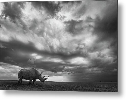 Rhino Metal Print featuring the photograph Rhino Land by Mario Moreno