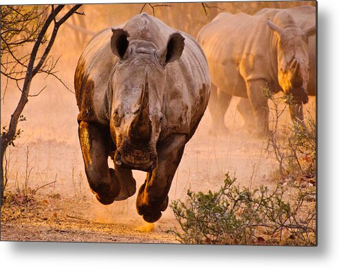 Rhinoceros Metal Print featuring the photograph Rhino Learning To Fly by Justus Vermaak