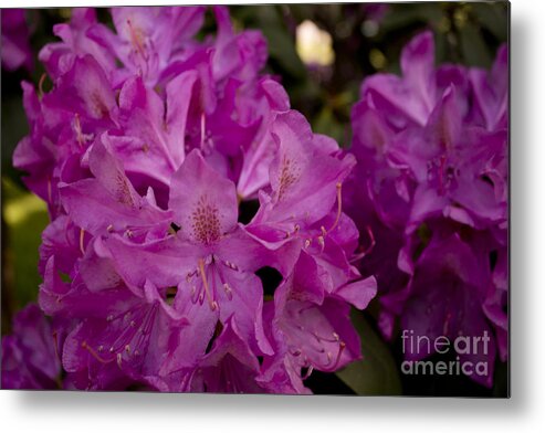 Rhododendron Metal Print featuring the photograph Rhododendron Blooming by Brad Marzolf Photography