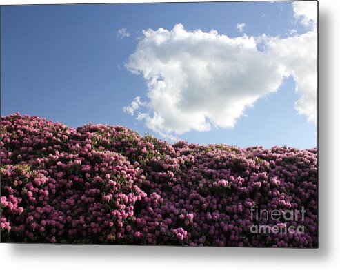 Landscape Metal Print featuring the photograph Rhododendron by Melissa Petrey