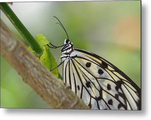 Paper Kite Metal Print featuring the photograph Rice Paper Butterfly by Leda Robertson