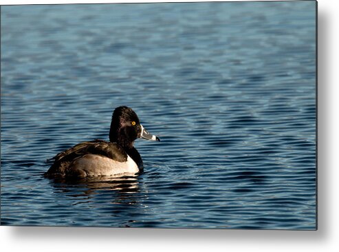 Duck Metal Print featuring the photograph Ring-Necked Duck by Kristia Adams