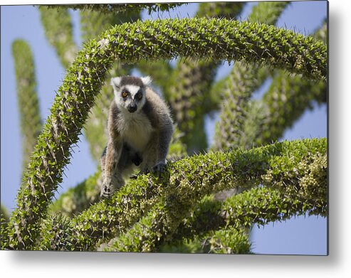 Feb0514 Metal Print featuring the photograph Ring-tailed Lemur In Octopus Tree by Suzi Eszterhas