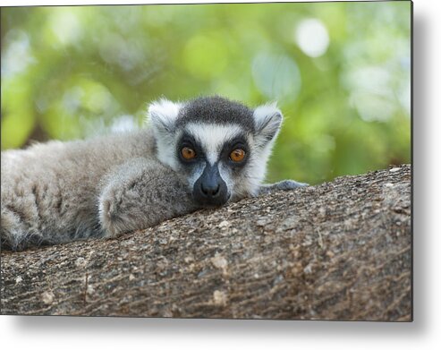 Feb0514 Metal Print featuring the photograph Ring-tailed Lemur Male Resting by Suzi Eszterhas