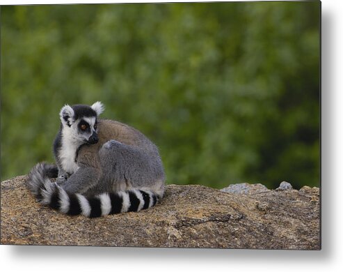 Feb0514 Metal Print featuring the photograph Ring-tailed Lemur Resting On Rocks by Pete Oxford