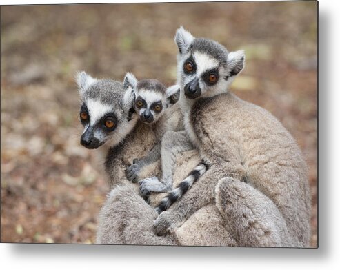 Feb0514 Metal Print featuring the photograph Ring-tailed Lemurs And Baby Huddling by Suzi Eszterhas