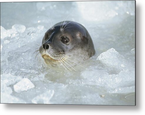 Feb0514 Metal Print featuring the photograph Ringed Seal Surfacing In Brash Ice by Tui De Roy