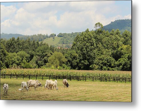 Scenics Metal Print featuring the photograph Rio Grande Do Sul - Agriculture And by Lelia Valduga