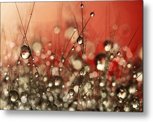 Cactus Metal Print featuring the photograph Riot Red Cactus Sparkles by Sharon Johnstone