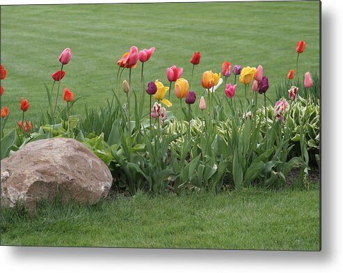 Tulips Metal Print featuring the photograph Tulip and Hosta Garden by Valerie Collins