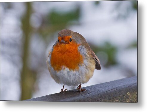 Robin Metal Print featuring the photograph Robin 1 by Scott Carruthers
