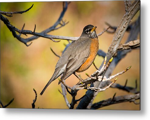 Birds Metal Print featuring the photograph Robin in Springtime by Janis Knight