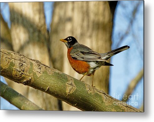 Robin Metal Print featuring the photograph Robin Red-Breast by Andrea Kollo