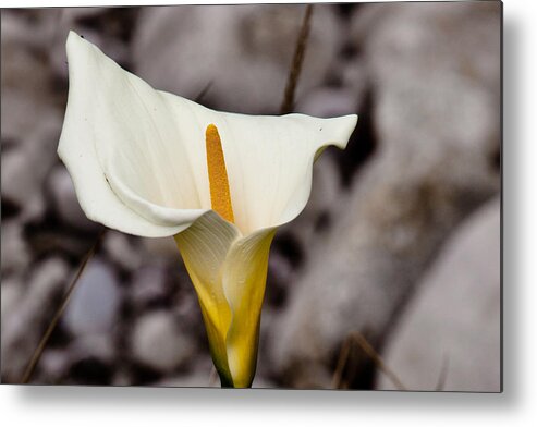 White Flower Metal Print featuring the photograph Rock Calla Lily by Melinda Ledsome