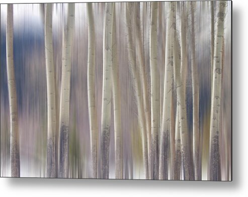 Surreal Metal Print featuring the photograph Rocky Mountain Winter Aspen Tree Forest Dream by James BO Insogna