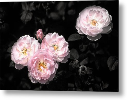 Botanical Metal Print featuring the photograph Rose 6 by Jeremy Herman
