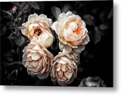 Botanical Metal Print featuring the photograph Rose 7 by Jeremy Herman