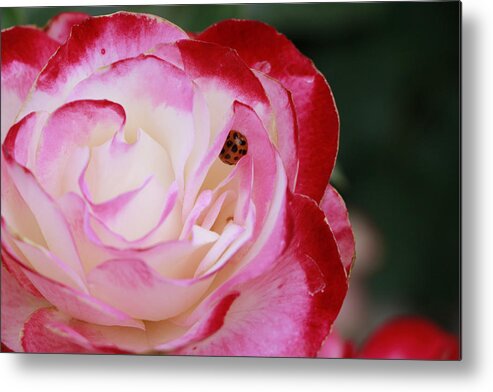 Beautiful Metal Print featuring the photograph Rose and Ladybug by Beth Taylor