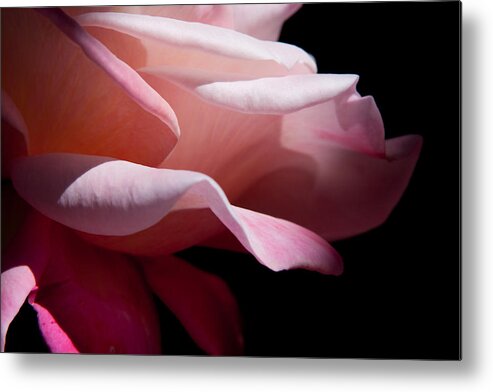 Rose Metal Print featuring the photograph Rose caressed by light by Vanessa Thomas