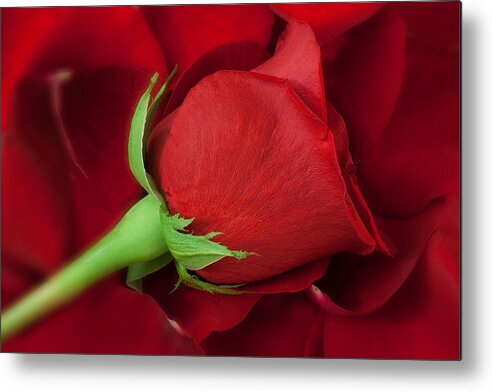 Anniversary Metal Print featuring the photograph Rose II by Andreas Freund