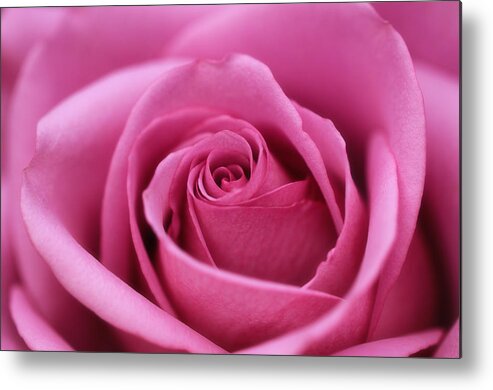 Rose In Mauve Metal Print featuring the photograph Rose in Mauve by Rachel Cohen