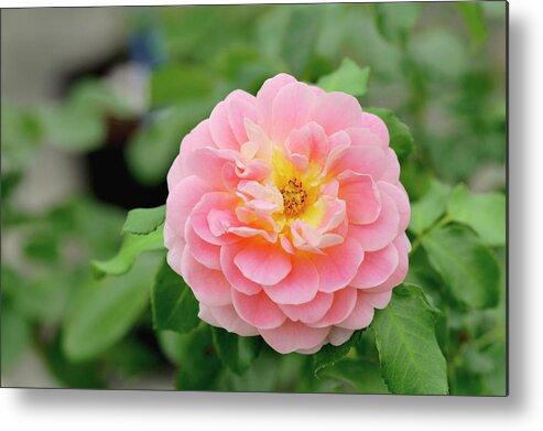 Rose Metal Print featuring the photograph Rose (rosa 'concerto') by Brian Gadsby/science Photo Library