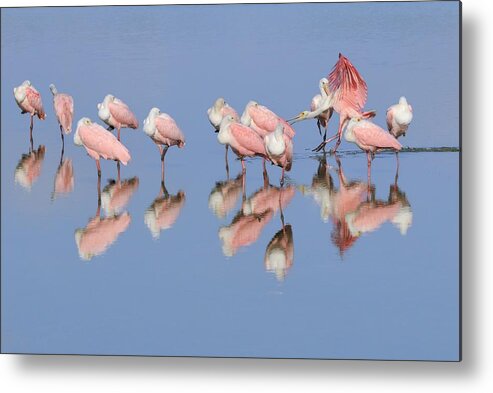 Roseate Spoonbills Metal Print featuring the photograph Roseate Spoonbill flock and reflections by Bradford Martin
