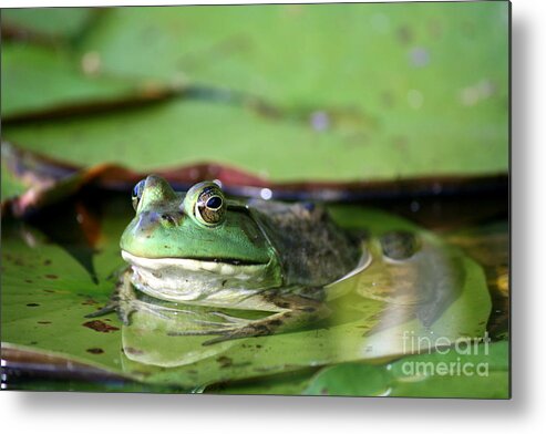 Frog Metal Print featuring the photograph Roseland Lake American Green Frog by Neal Eslinger