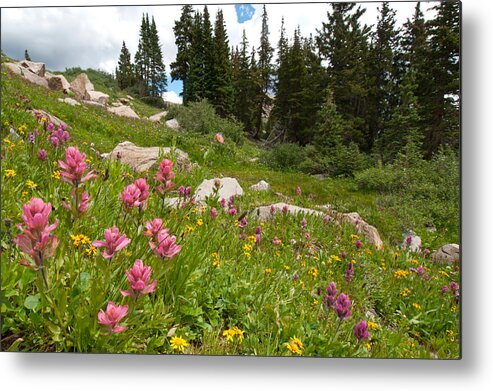 Indian Peaks Wilderness Area Metal Print featuring the photograph Rosy Paintbrush and Trees by Cascade Colors